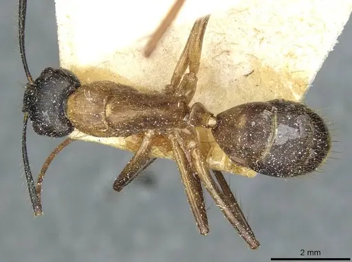 Camponotus atriceps - CASENT0911798