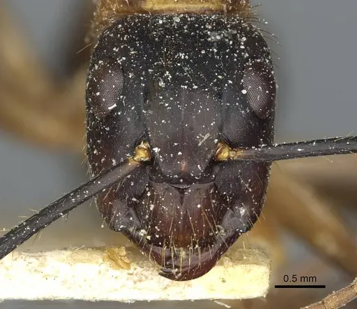 Camponotus atriceps - CASENT0911798