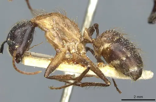 Camponotus atriceps - CASENT0911798