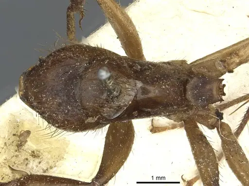 Camponotus atriceps - CASENT0911799