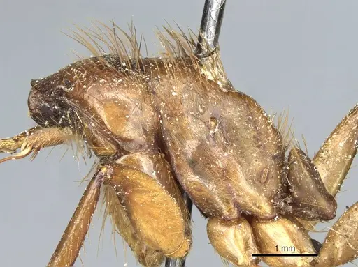 Camponotus atriceps - CASENT0911799