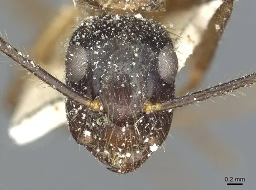 Camponotus atriceps - CASENT0911800