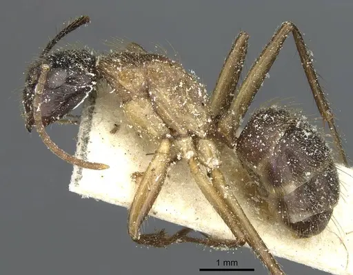 Camponotus atriceps - CASENT0911800