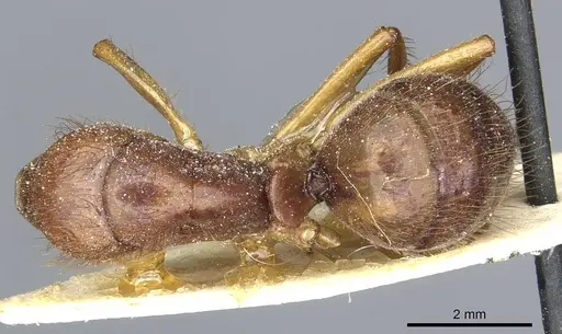Camponotus atriceps - CASENT0911801