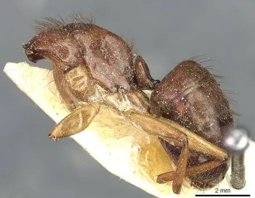 Camponotus atriceps - CASENT0911801
