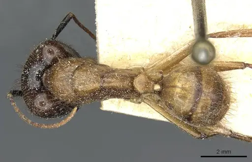 Camponotus atriceps - CASENT0911802