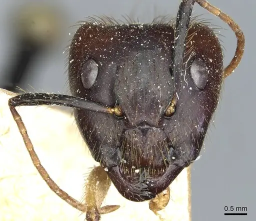 Camponotus atriceps - CASENT0911802