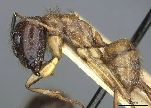 Camponotus atriceps - CASENT0911802