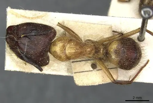 Camponotus atriceps - CASENT0911803