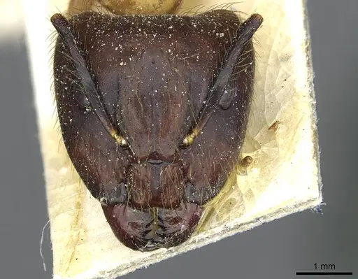 Camponotus atriceps - CASENT0911803