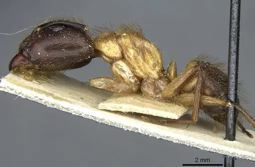 Camponotus atriceps - CASENT0911803