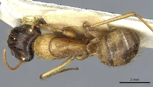 Camponotus atriceps - CASENT0911804