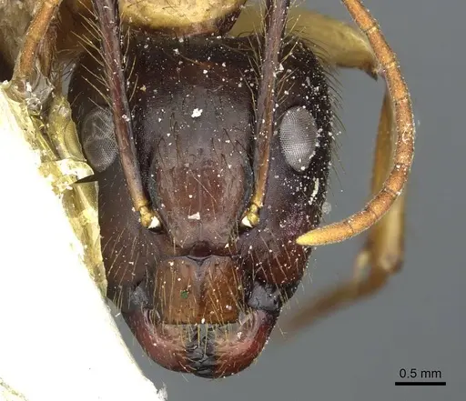Camponotus atriceps - CASENT0911804