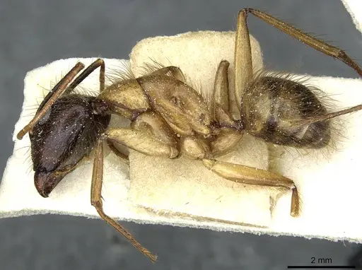 Camponotus atriceps - CASENT0911804