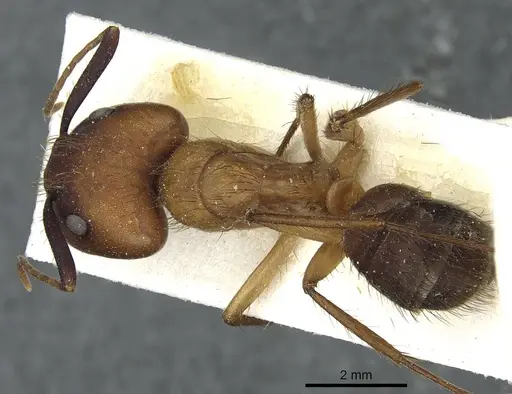 Camponotus atriceps - CASENT0911805
