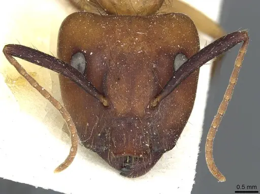 Camponotus atriceps - CASENT0911805