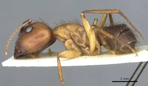 Camponotus atriceps - CASENT0911805