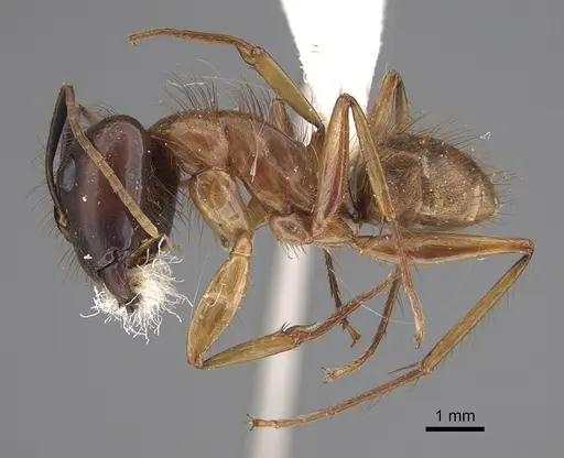 Camponotus atriceps - CASENT0923517
