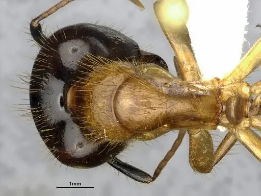 Camponotus atriceps - CASENT4032221