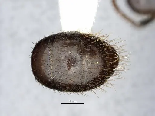 Camponotus atriceps - CASENT4032221