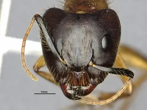 Camponotus atriceps - CASENT4032221