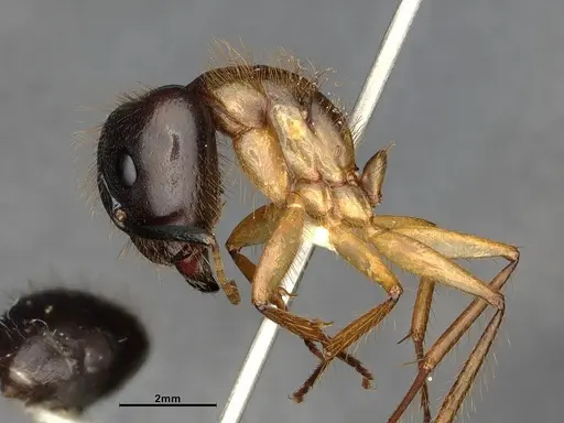 Camponotus atriceps - CASENT4032221