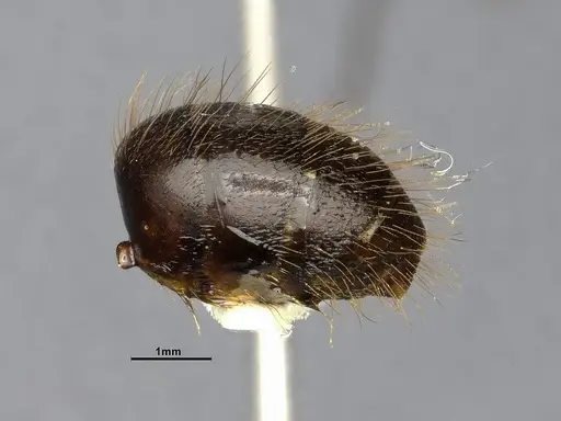 Camponotus atriceps - CASENT4032221