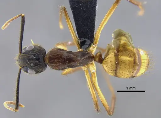 Camponotus atriceps - CBUMAGENT41787