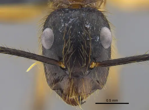 Camponotus atriceps - CBUMAGENT41787