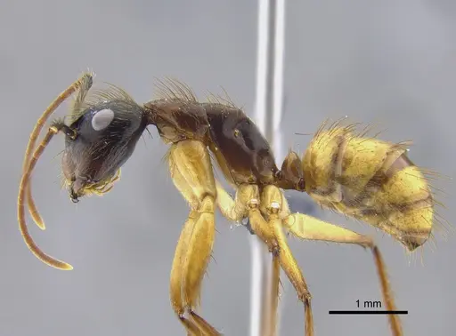 Camponotus atriceps - CBUMAGENT41787