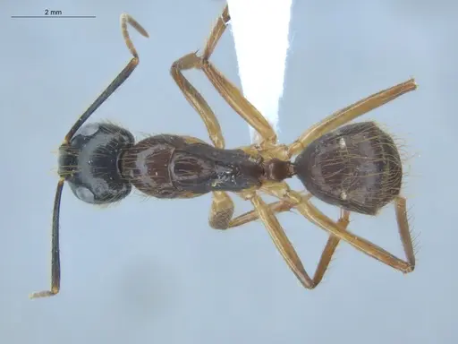 Camponotus atriceps - ECOFOG-IT14-0134-06