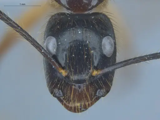 Camponotus atriceps - ECOFOG-IT14-0134-06