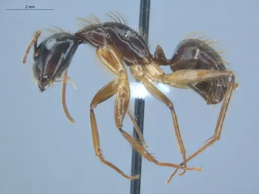 Camponotus atriceps - ECOFOG-IT14-0134-06