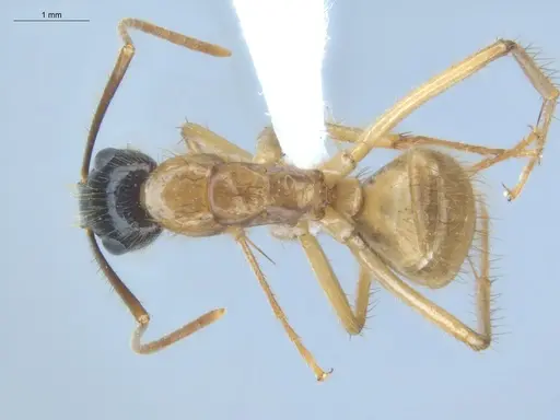Camponotus atriceps - ECOFOG-IT14-0408-06
