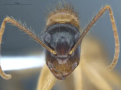 Camponotus atriceps - ECOFOG-IT14-0408-06