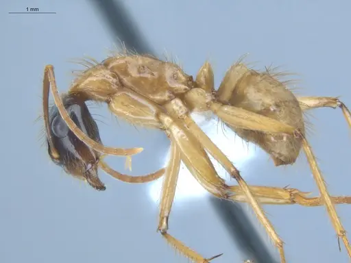 Camponotus atriceps - ECOFOG-IT14-0408-06