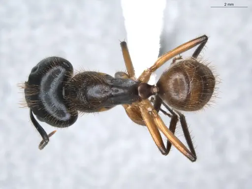 Camponotus atriceps - ECOFOG-KR18-0012-40-S