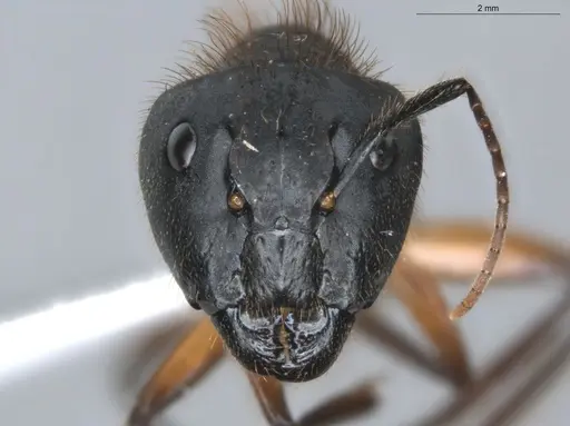 Camponotus atriceps - ECOFOG-KR18-0012-40-S