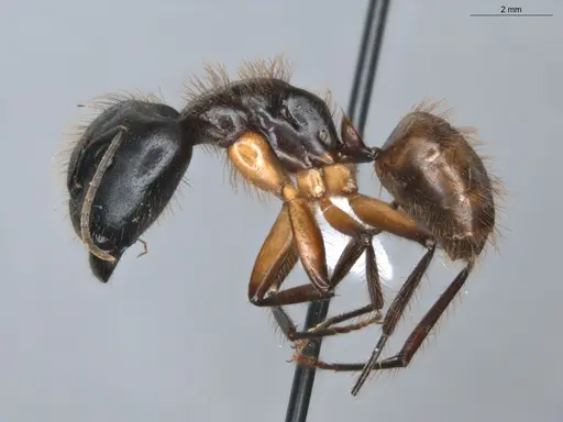 Camponotus atriceps - ECOFOG-KR18-0012-40-S