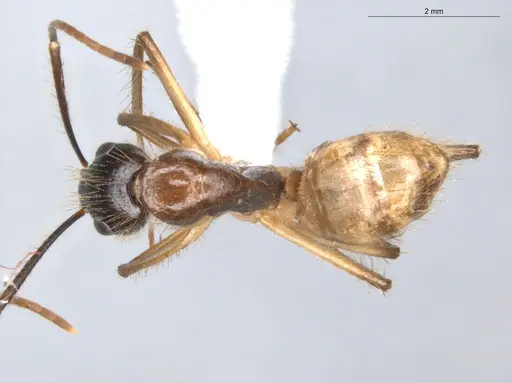 Camponotus atriceps - ECOFOG-KR18-0012-40