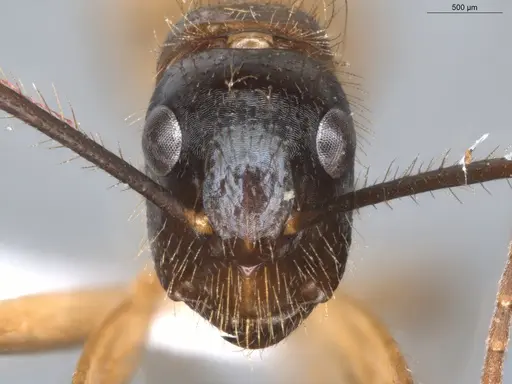 Camponotus atriceps - ECOFOG-KR18-0012-40