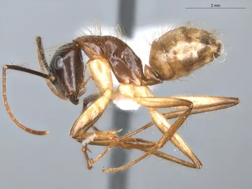 Camponotus atriceps - ECOFOG-KR18-0012-40