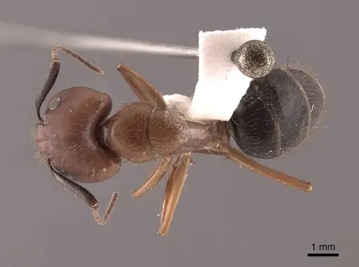 Camponotus atriceps - FMNHINS0000046082