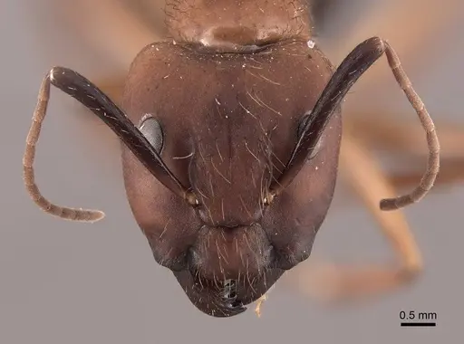 Camponotus atriceps - FMNHINS0000046082