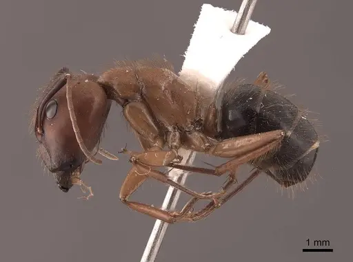 Camponotus atriceps - FMNHINS0000046082