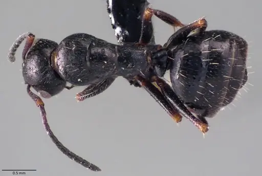 Camponotus atricolor specimen