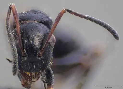 Camponotus atricolor specimen