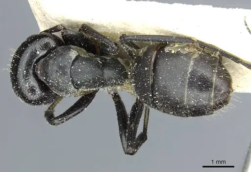 Camponotus atriscapus specimen