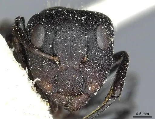 Camponotus atriscapus specimen