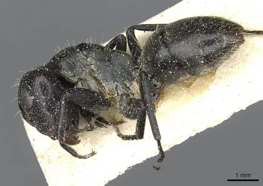 Camponotus atriscapus specimen
